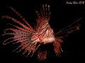   Lion Dance Secret Bay BaliCanon G9 Nikonos SB 105  